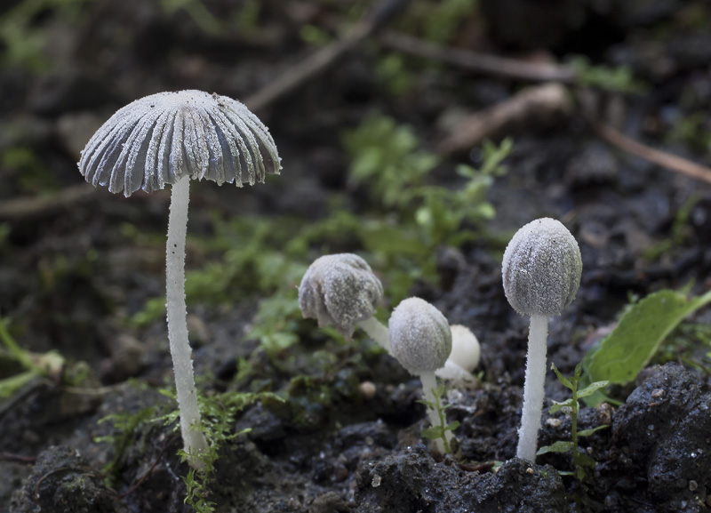 Coprinopsis cortinata